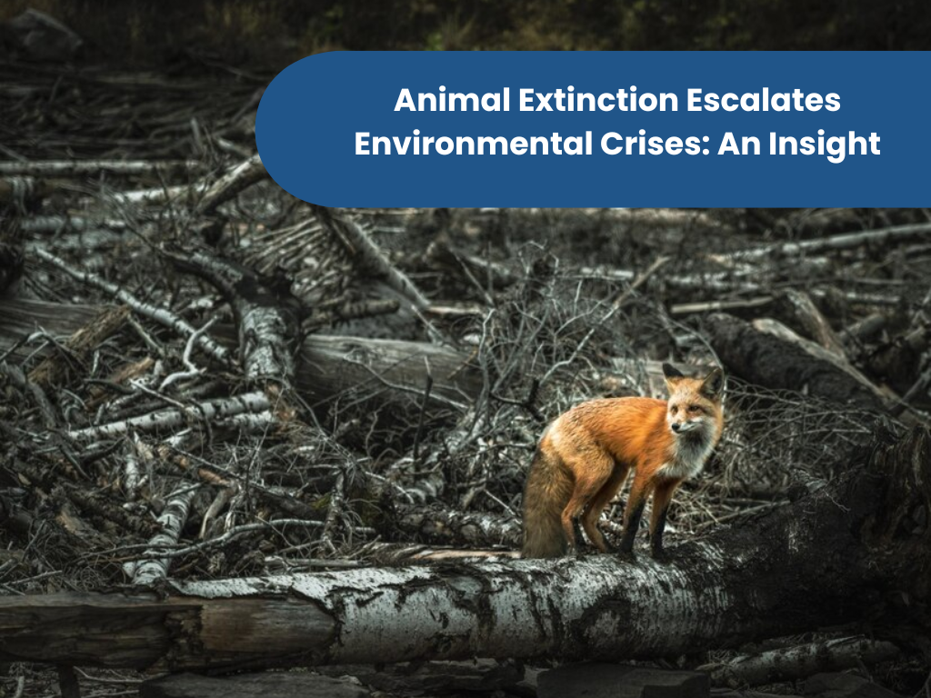Animal Extinction Escalates Environmental Crises: An Insight