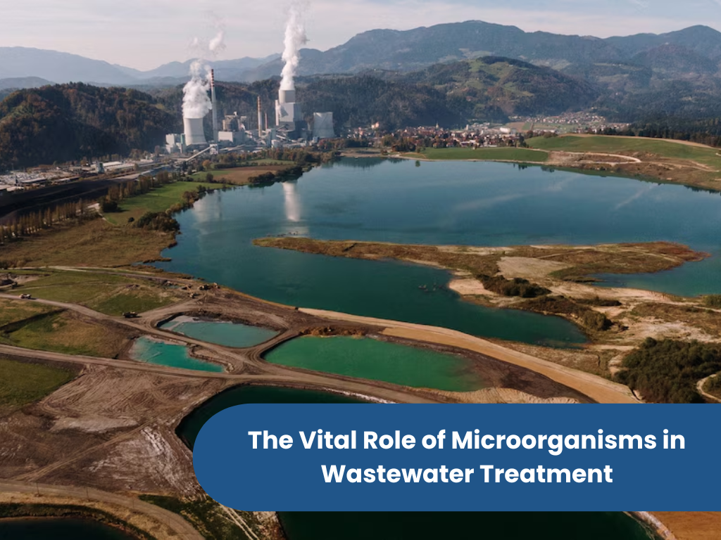 The Vital Role of Microorganisms in Wastewater Treatment