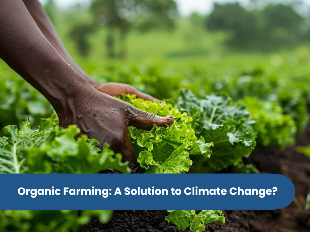 Organic Farming: A Solution to Climate Change?